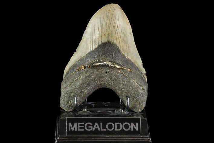 Fossil Megalodon Tooth - North Carolina #109732